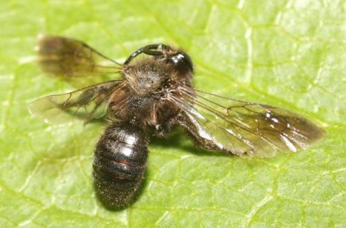 Andrena pilipes